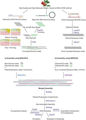 Hybrid Assembly and Annotation of the Genome of the Indian Punica granatum, a <mark class="highlighted">Superfood</mark>